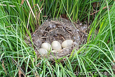 Bird nest on the grass with five white eggs inside Stock Photo