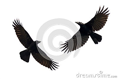 Image of black crow flying on white background. Animal. Stock Photo