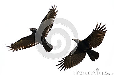 Image of black crow flying on white background. Animal. Stock Photo