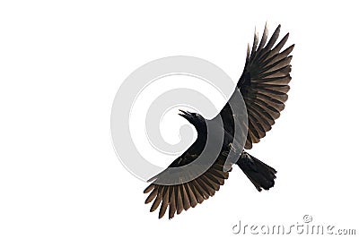 Image of black crow flying on white background. Stock Photo