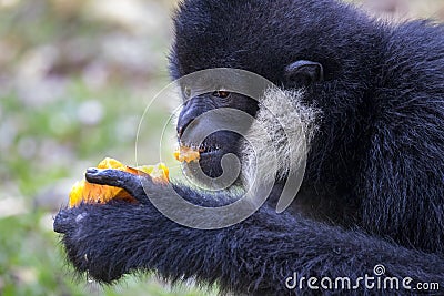 Image of black gibbon White-Cheeked Gibbon eating food. Stock Photo