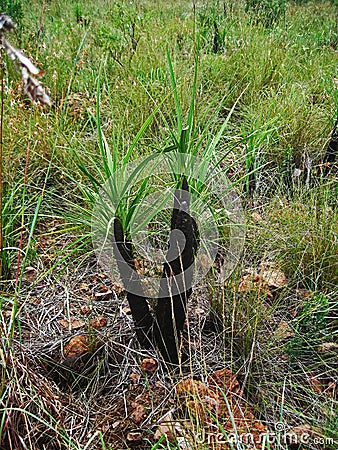 DARK BLACK STICK LILY WITH LONG GREEN LEAVES IN GRASSLAND Stock Photo