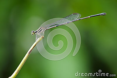 Image of black threadtail dragonfly & x28;Female& x29; Stock Photo