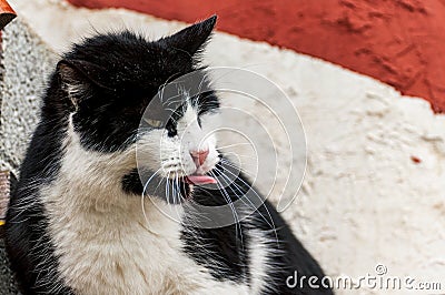 Image of a black and white cat Stock Photo