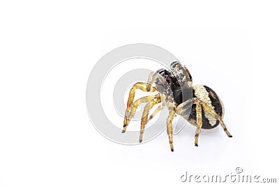 Image of bleeker`s jumping spider Euryattus bleekeri on white background. Insect. Animal Stock Photo