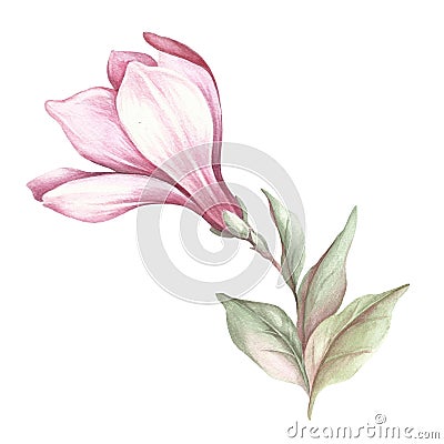 Image of blooming magnolia branch. Watercolor illustration. Cartoon Illustration