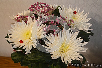 Bouguet of white chrysanthemums on the table Stock Photo