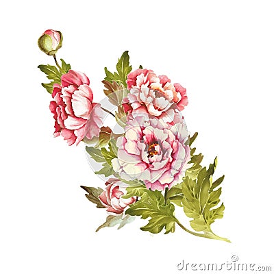 Image bouquet of peonies. Hand draw watercolor illustration Cartoon Illustration