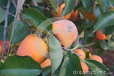 Closeup of a branch of persimmons spoiled by the excessive heat of the sun Stock Photo