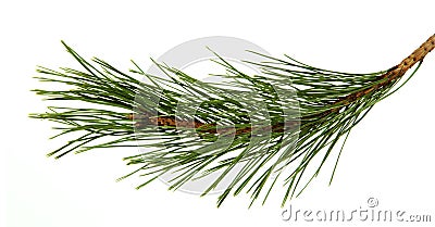 The image of a branch of the pine Stock Photo