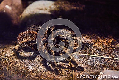 Brazilian red birdeating tarantula resting on mossy ground Stock Photo