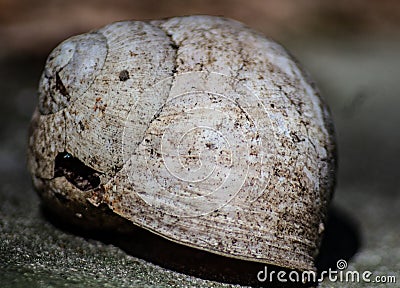 Image of broken snail shell fossilized color now bleached. Stock Photo