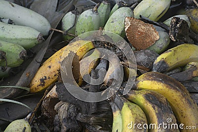 brown butterfly perching on a pile of the decomposed bananas fruits. Stock Photo