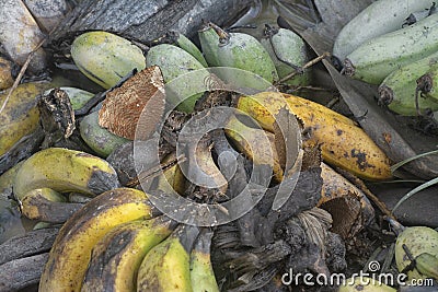 brown butterfly perching on a pile of the decomposed bananas fruits. Stock Photo