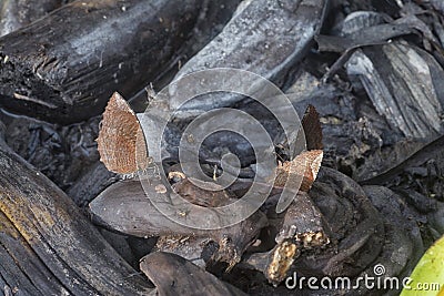 brown butterfly perching on a pile of the decomposed bananas fruits. Stock Photo