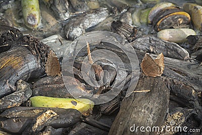 brown butterfly perching on a pile of the decomposed bananas fruits. Stock Photo