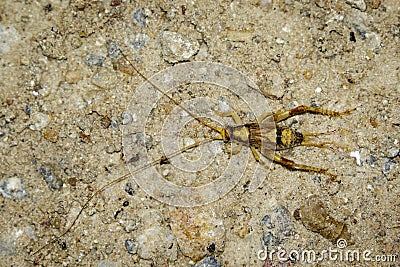 Image of a brown cricket on the ground. Insect Stock Photo