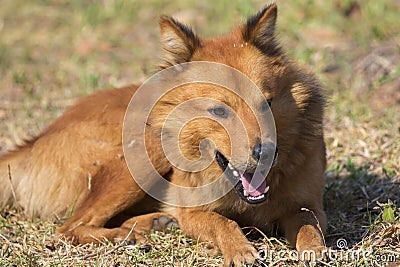 Image of brown dog on nature background. Stock Photo