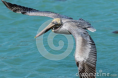 Brown Pelican Venice Florida South Jetty Stock Photo