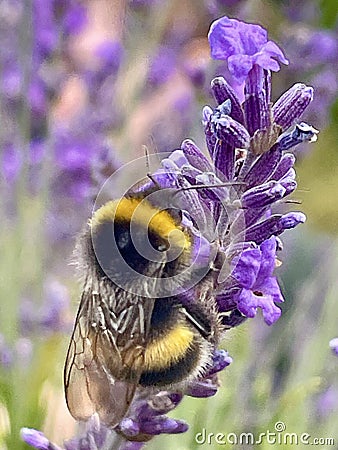 Bumblebee close up shot Stock Photo