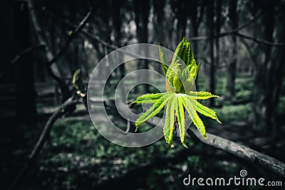 Image of the burgeoning buds of chestnut leaves Stock Photo