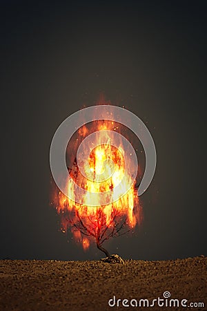 burning thorn bush christian symbol Stock Photo