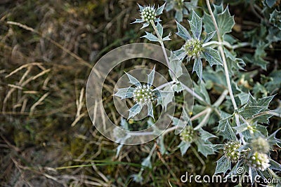 Bushes of silver thistles on Baltic Spit, Russia Stock Photo