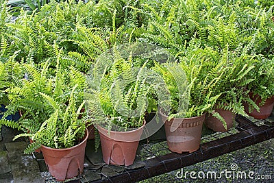 Bushy potty Boston fern plant Stock Photo