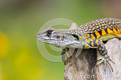 Image of Butterfly Agama Lizard Leiolepis Cuvier on nature bac Stock Photo