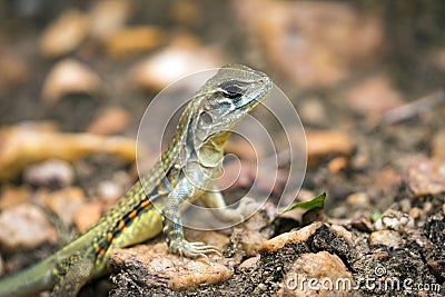 Image of Butterfly Agama Lizard Leiolepis Cuvier Stock Photo