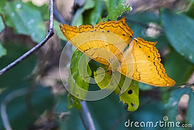 Image of butterfly Vindula erota erota. Stock Photo