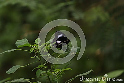 Image of a butterfly which is sitting on the plant with white and black patterns Stock Photo
