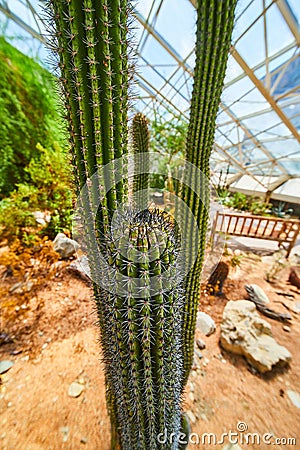 Cactus plant detail in greenhouse desert biome Stock Photo