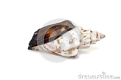 Image of canarium urceus is a species of sea snail, a marine gastropod mollusk in the family Strombidae, the true conchs isolated Stock Photo