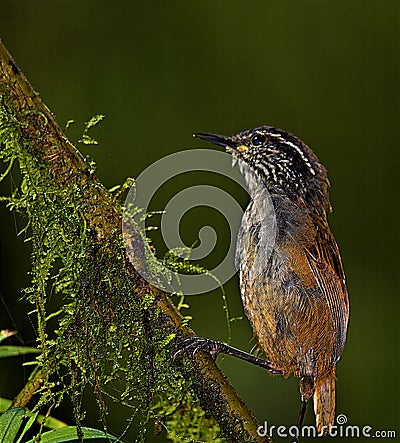 Grey Breasted Wood Wren in Santa Elena Cloud Rainforest Reserve, Costa Rica. Stock Photo