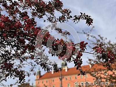 Spring Blossoms at Wawel Royal Castle, Krakow - POLAND - EU Stock Photo