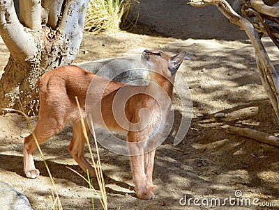 Caracal Cat Posing Under The Shade Stock Photo