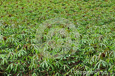 Image of cassava plantation. Stock Photo