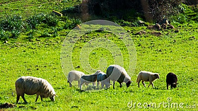 Image of cattle, sheep Stock Photo