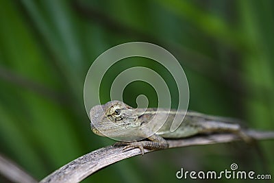 Image of chameleon on a brown branch . Reptile Stock Photo