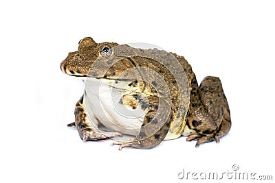 Image of Chinese edible frog, East Asian bullfrog, Taiwanese frog Hoplobatrachus rugulosus isolated on a white background. Stock Photo