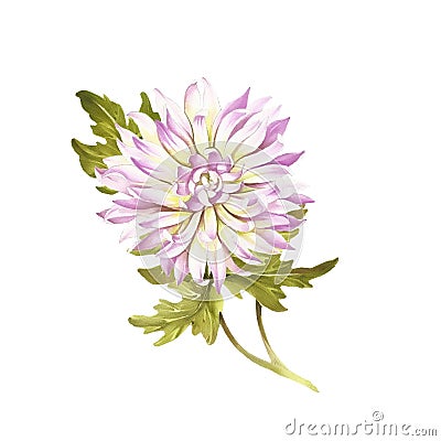 Image chrysanthemum flower. Hand draw watercolor illustration. Cartoon Illustration