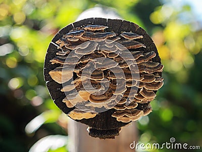An image of a close-range array of small tree mushrooms growing on a tree log on a blurry background Stock Photo