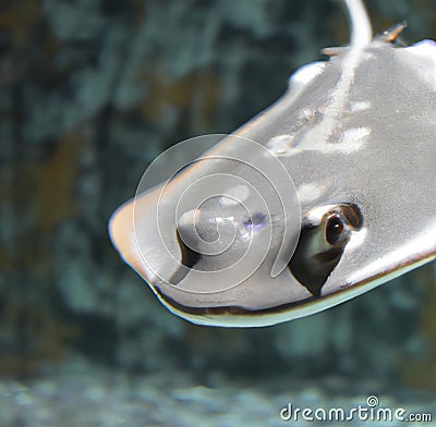 Image of close up of stingray fish with detail swimming underwater Stock Photo