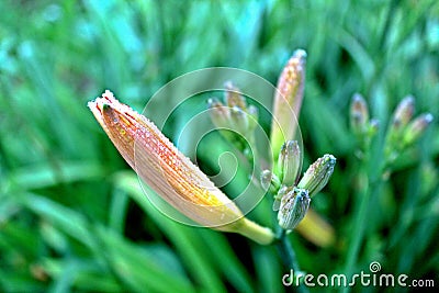 Image of a closed garden lily bud on a summer day Stock Photo