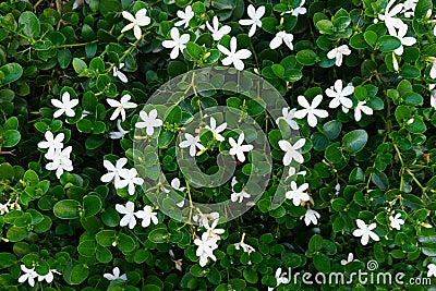 Green leaves with small white flowers Stock Photo