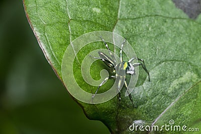 Closeup with the green epeus flavobilineatus spider. Stock Photo