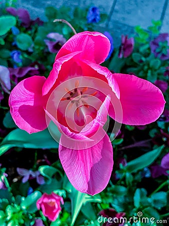 Image of a closeup of a tulip Stock Photo
