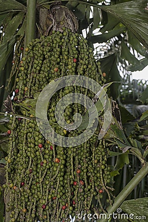 cluster of Caryota mitis fruits - round-shaped fruits. Stock Photo