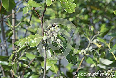 Cluster of the mangrove tannin fruits. Stock Photo